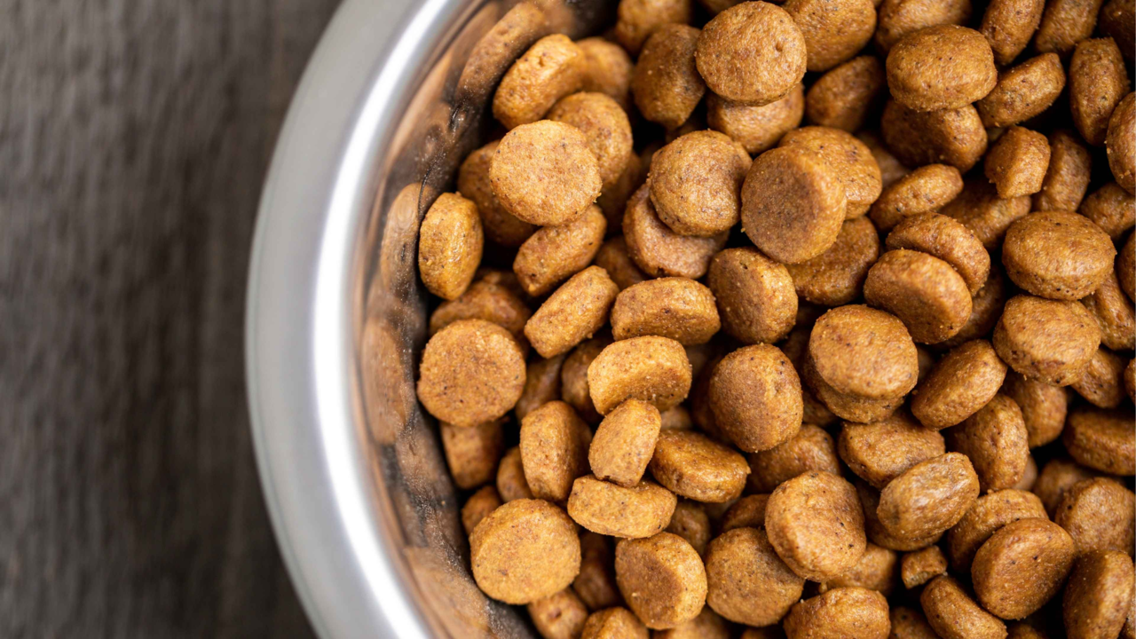 Best Kibble Storage Solutions: Keep Pet Food Fresh in Humid NZ Climates
