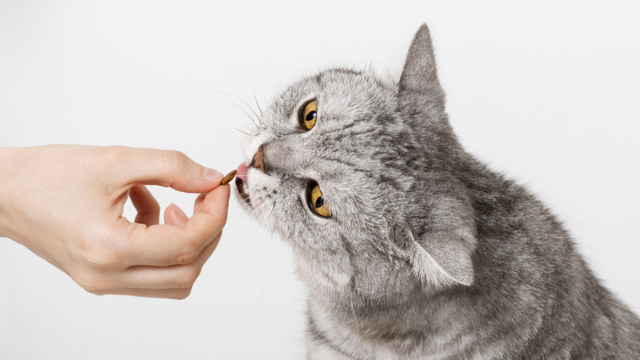 Best Cat Supplements in New Zealand (and Where to Buy Them Online) Best Cat Supplements in New Zealand (and Where to Buy Them Online)