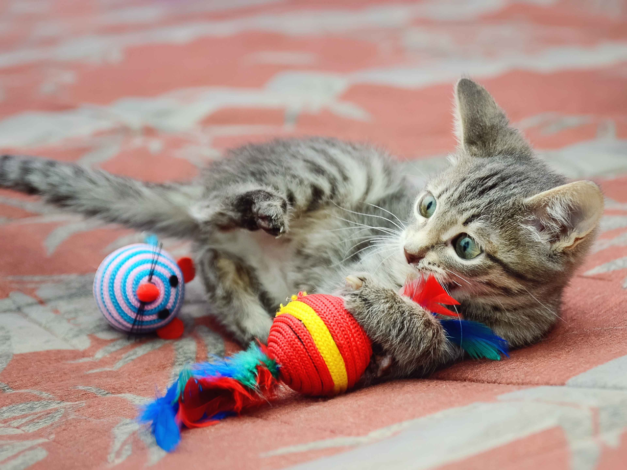 How To Introduce Toys To Your Kitten: Tips For Play, Safety & Bonding