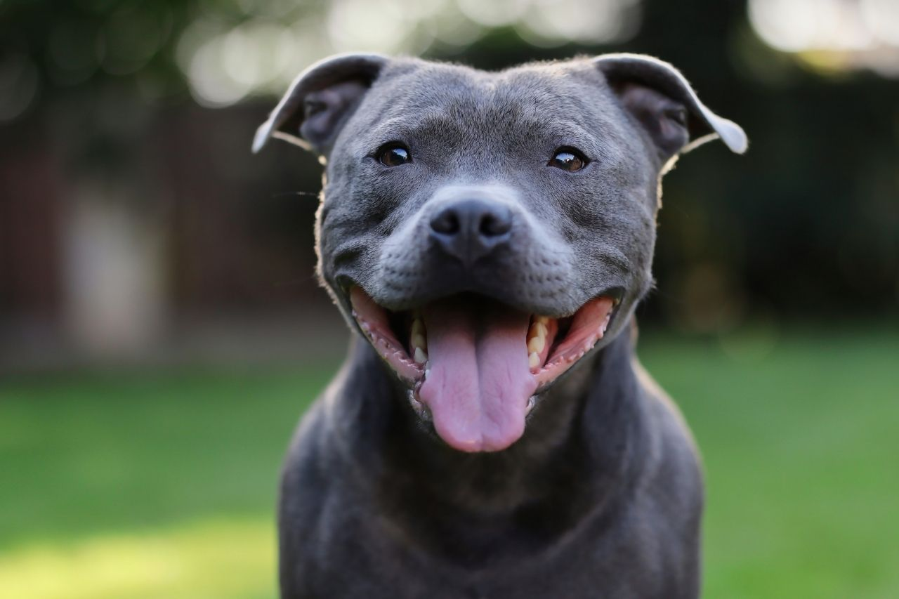 Best Dog Food for Staffies in NZ: Nutrition for Active, Muscular Dogs