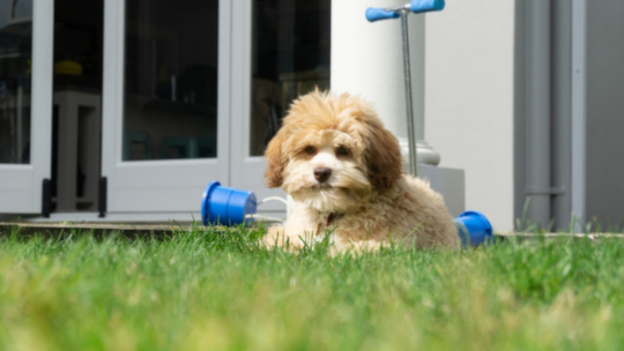Puppy Temperament: Choosing the Right Fit Puppy Temperament: Choosing the Right Fit
