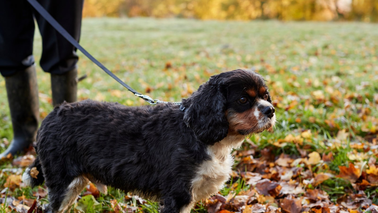 Senior Dog Winter Walking Tips: Short & Comfortable
