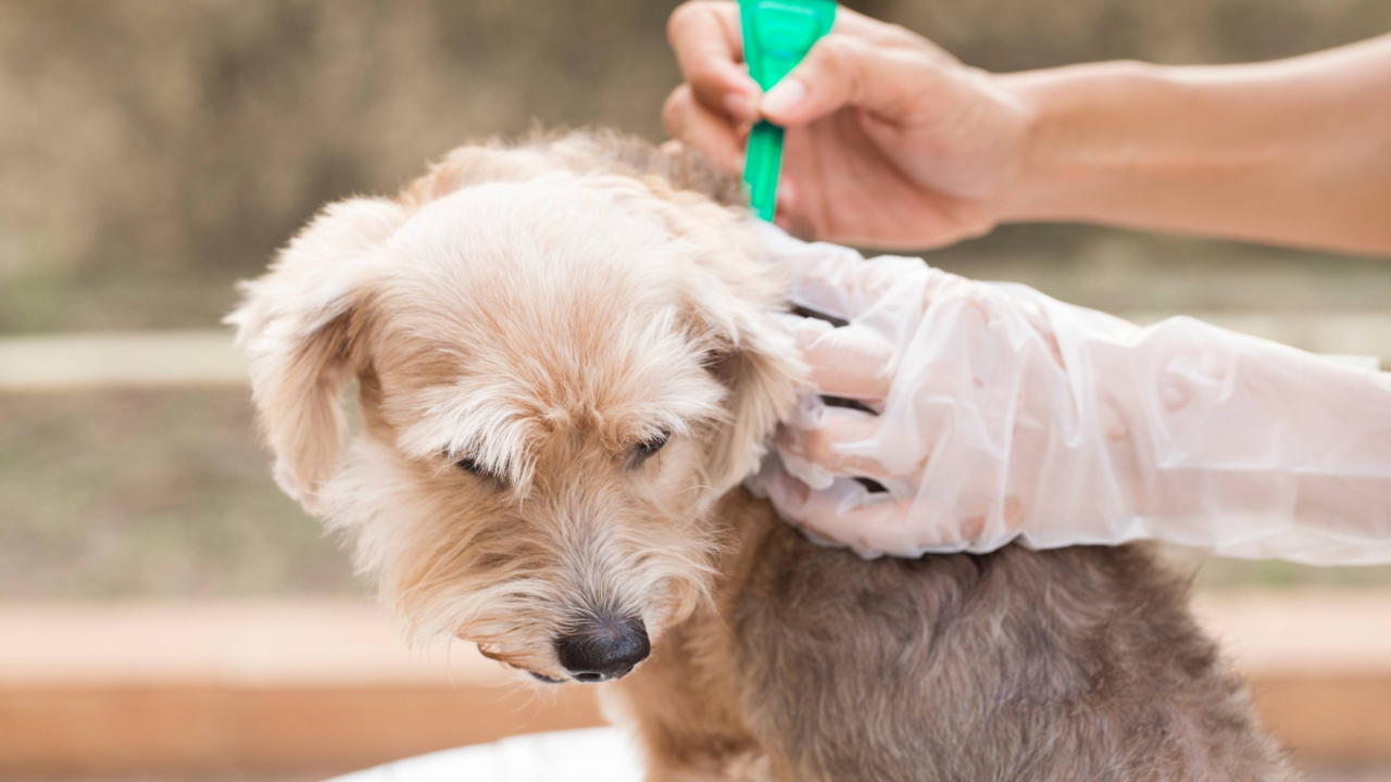 Why Flea Protection Is Crucial for NZ Pets in Winter
