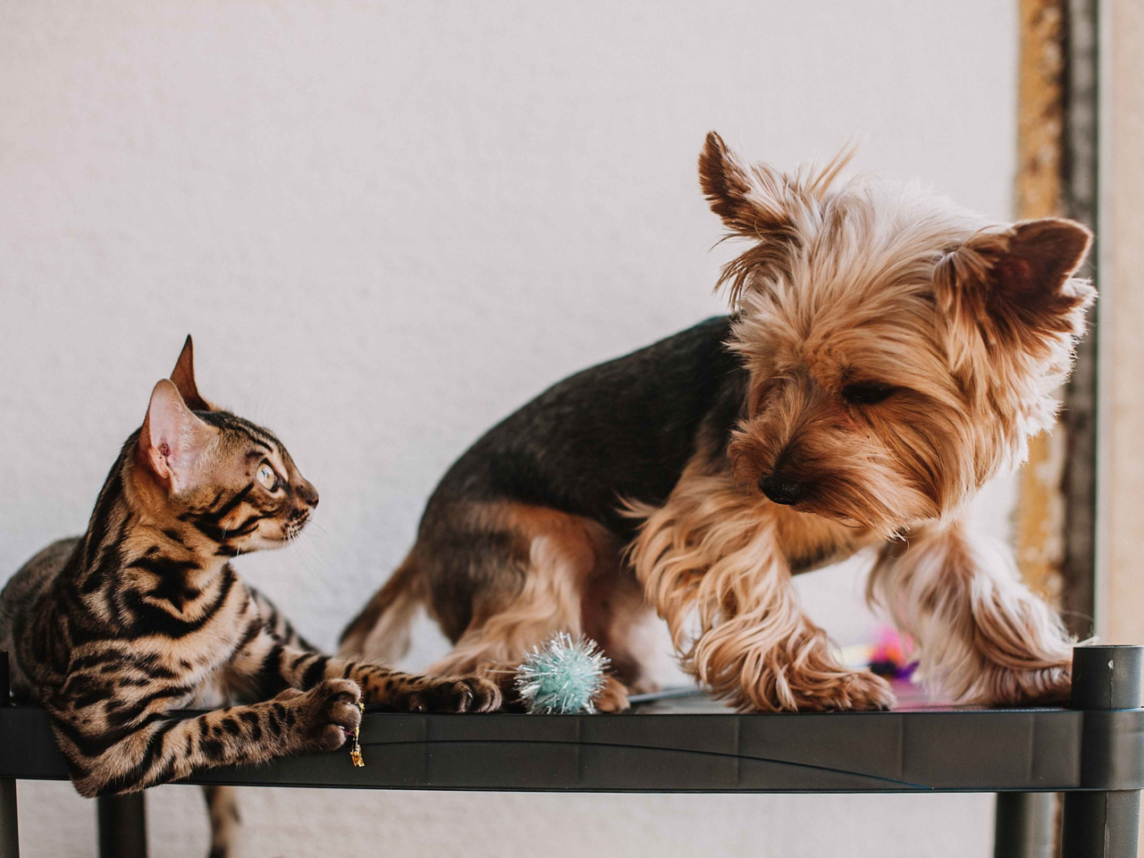 How to Help Your Dog Adjust to a New Pet: A Complete Guide