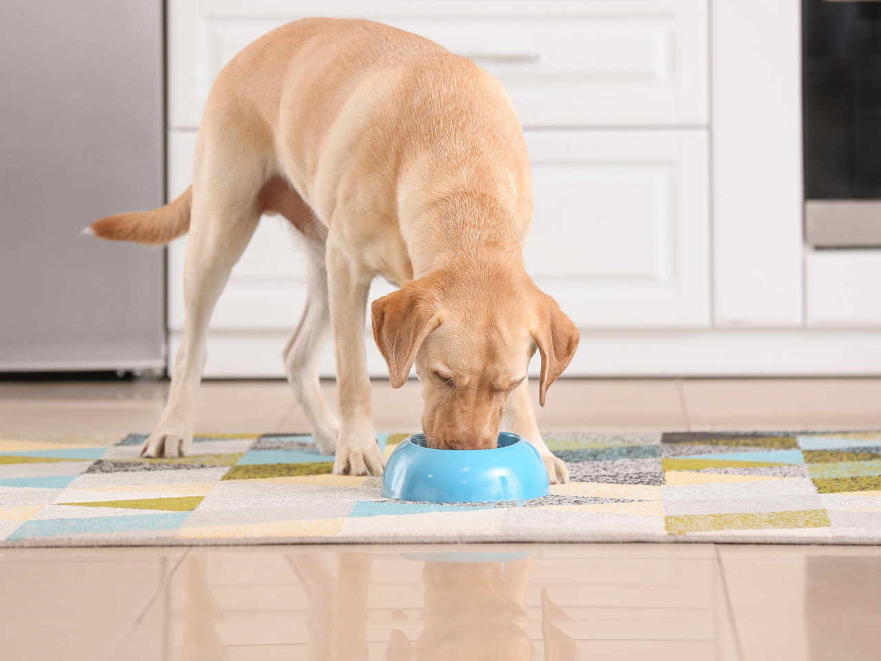 Large Breed Dog Nutrition Guide: Best Food & Feeding Tips