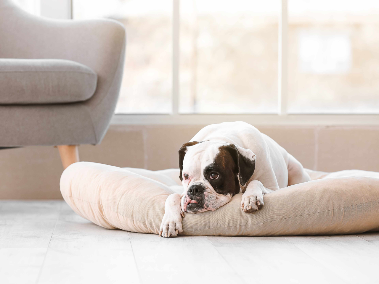 How To Help Anxious Dogs Adjust To New Homes And Environments