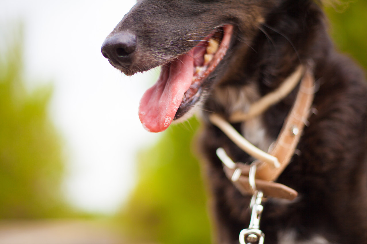 Heatstroke In Pets: What Every Owner Should Know