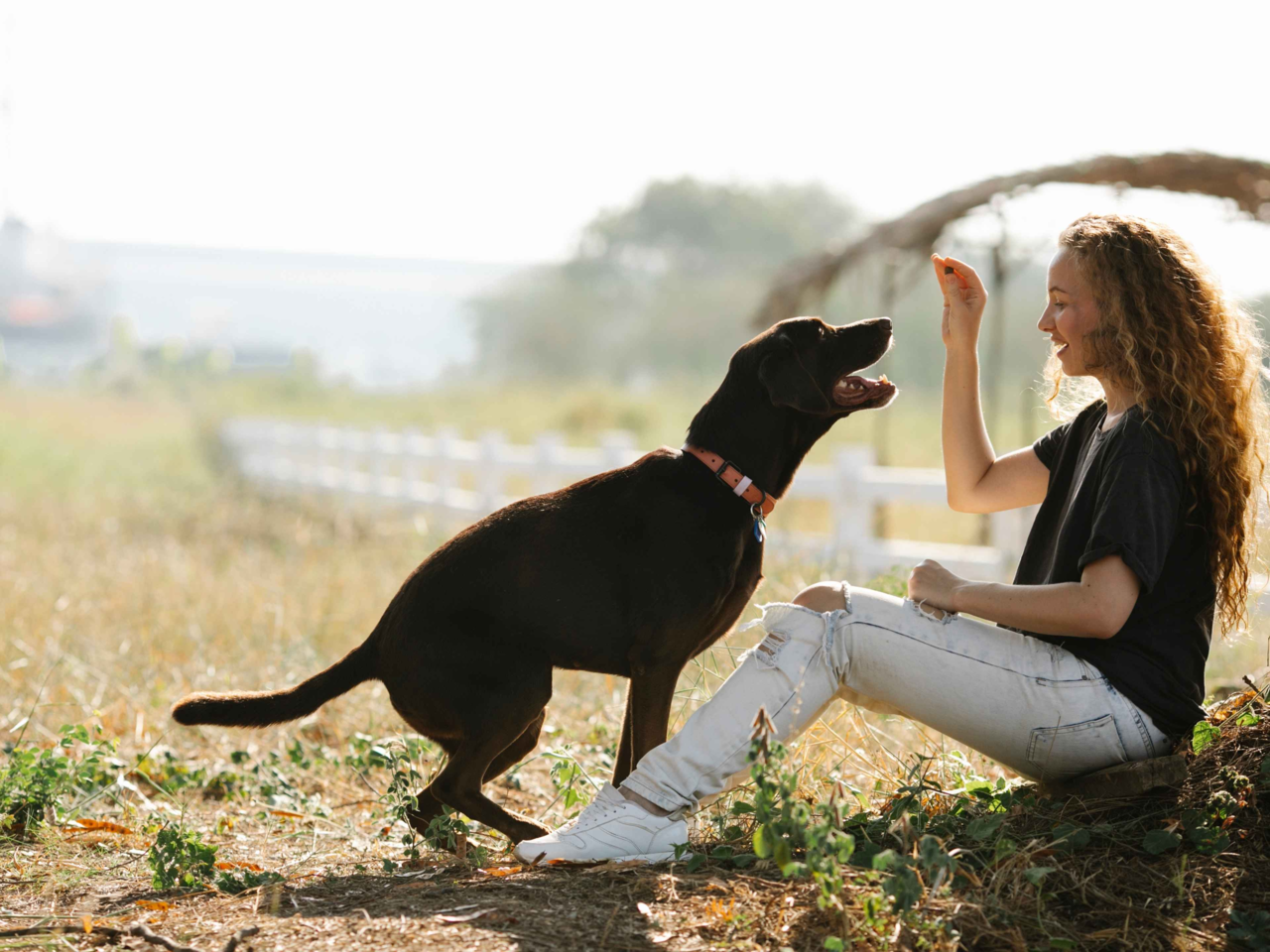 How to Introduce New Rules and Routines to Your Dog Successfully