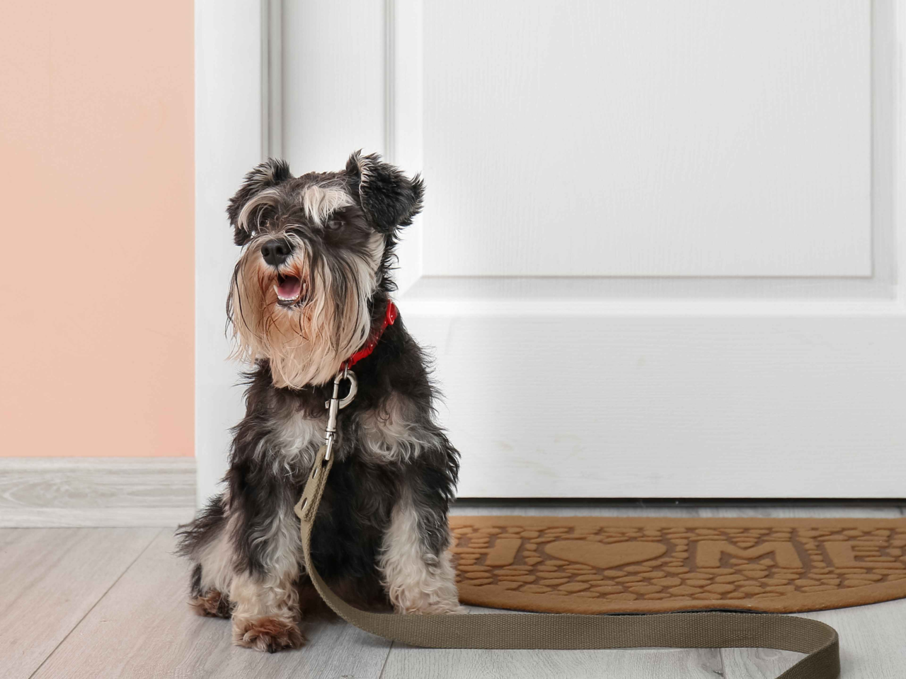 How to Train Your Dog to Greet Guests Calmly and Politely