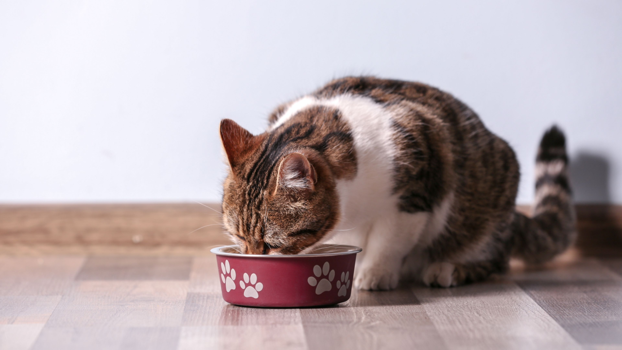 Weight Management For Indoor Cats: Nutrition Tips for NZ Cat Owners