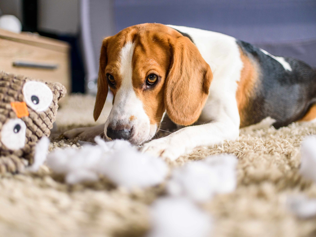 5 Clear Signs Your Dog’s Toy Needs Replacing (and How to Choose Safe, Durable Replacements)