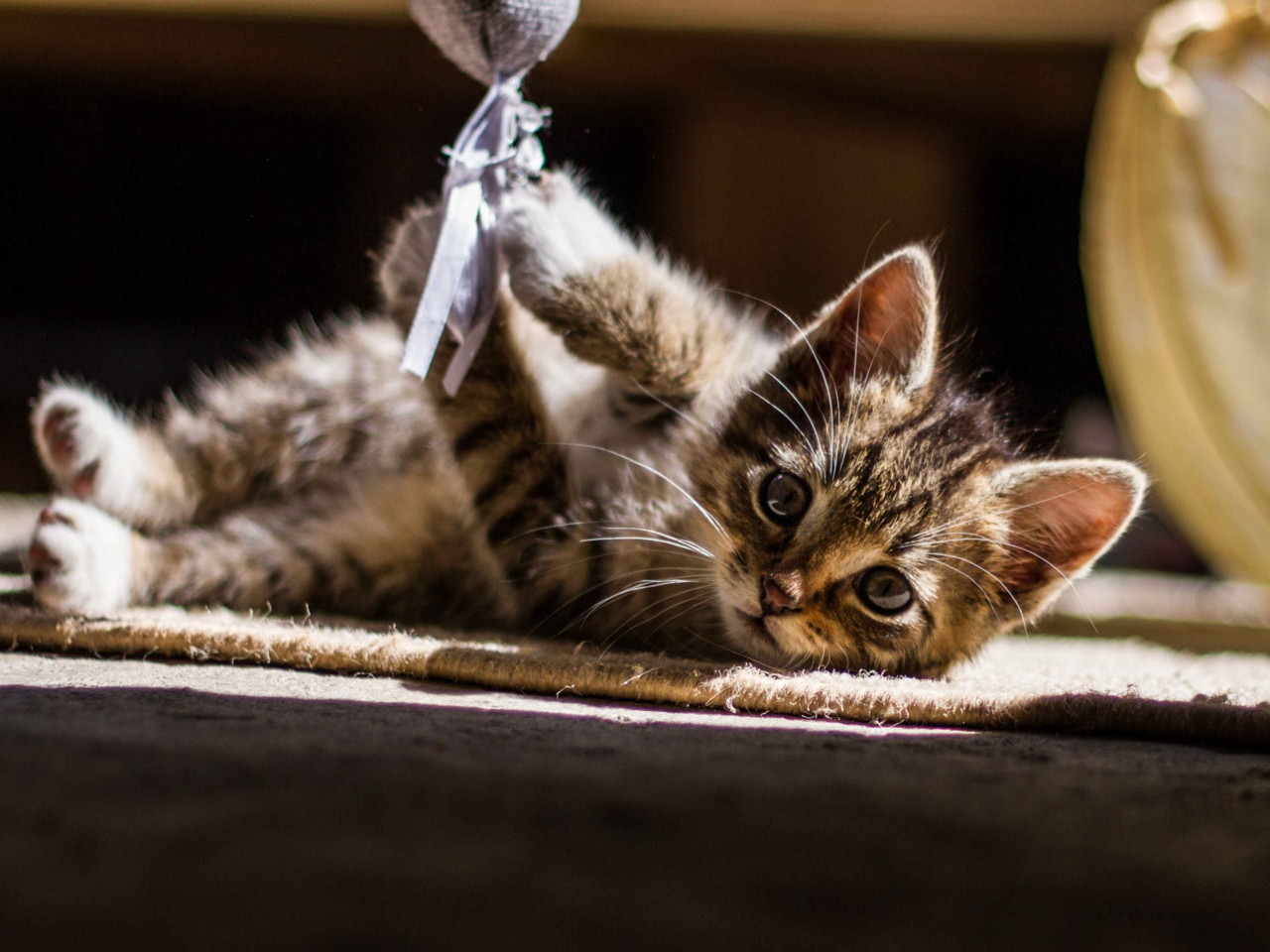 Top 10 Brain Games for Cats to Keep Them Happy and Engaged