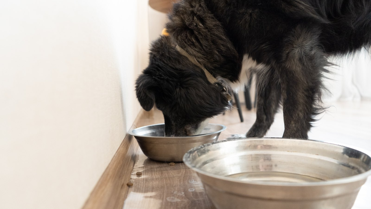 Warm topper being served to a senior dog