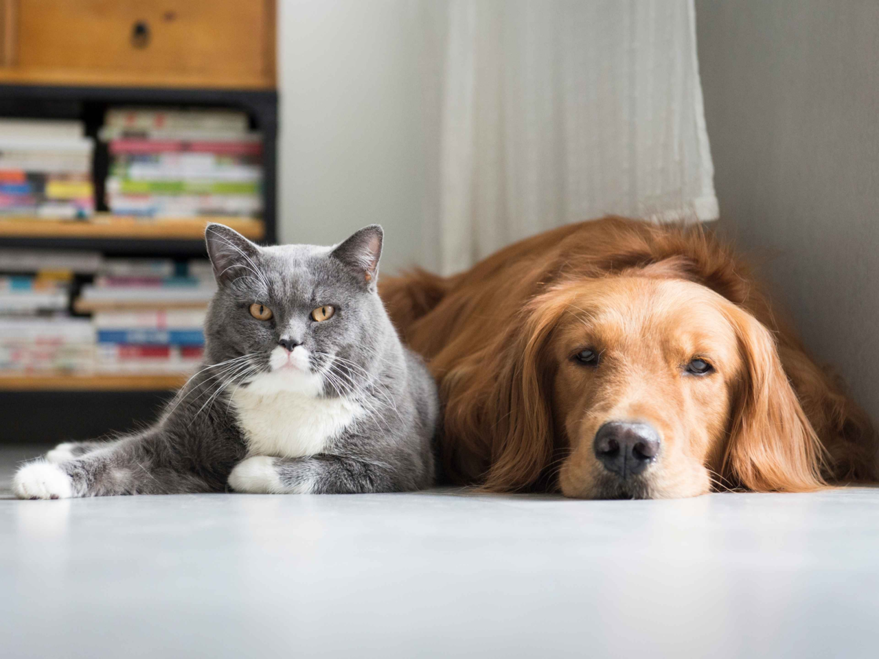 How to Tell If Your Pets Are Bonding: Signs of Friendship or Tension