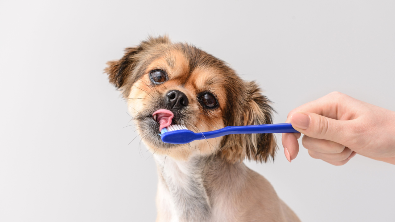 How to Brush Your Dog’s Teeth: Step-by-Step Dental Care for NZ Dogs