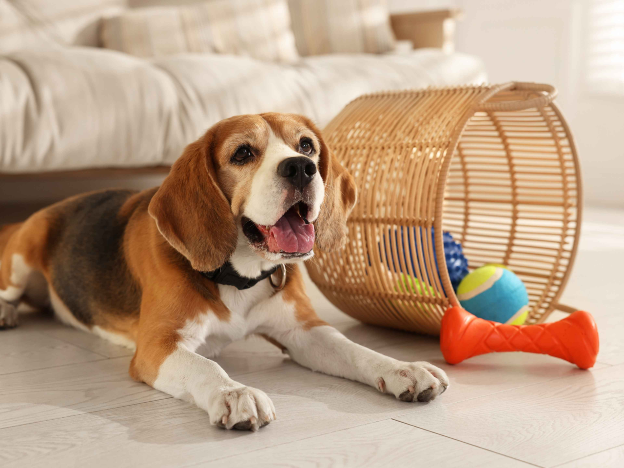 How to Choose the Perfect Chew Toy for Your Dog’s Size and Chewing Style