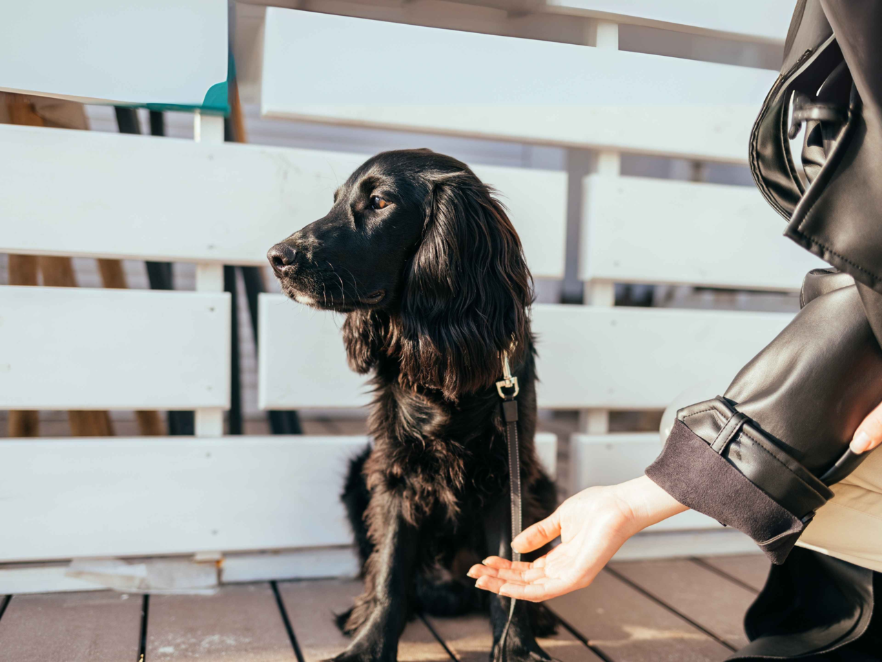 Why Your Dog Ignores You and How to Get Their Attention