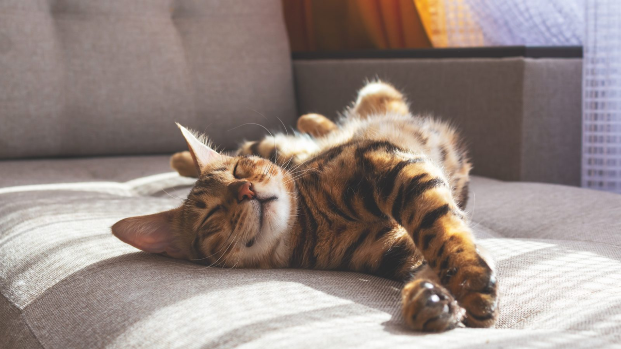 Why Senior Cats Stretch Slower in Winter