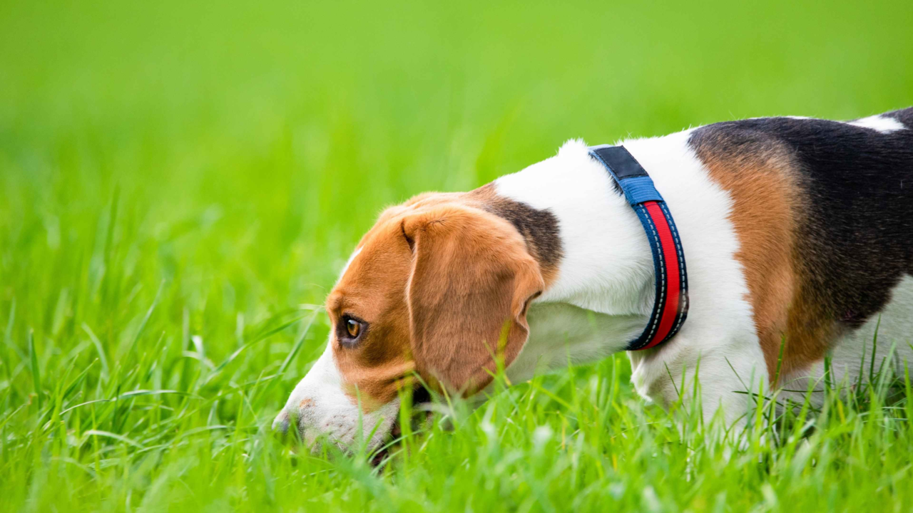 Why Do Dogs Eat Grass? Causes & Safe Solutions For NZ Dog Parents Why Do Dogs Eat Grass? Causes & Safe Solutions For NZ Dog Parents
