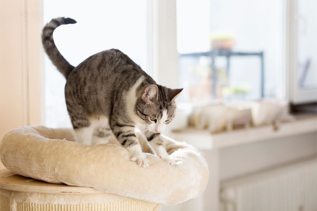 Common Cat Behaviours And What They Mean