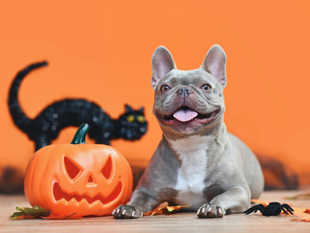 Halloween Treats Dangerous for Dogs and Cats | New Zealand Pet Safety Guide