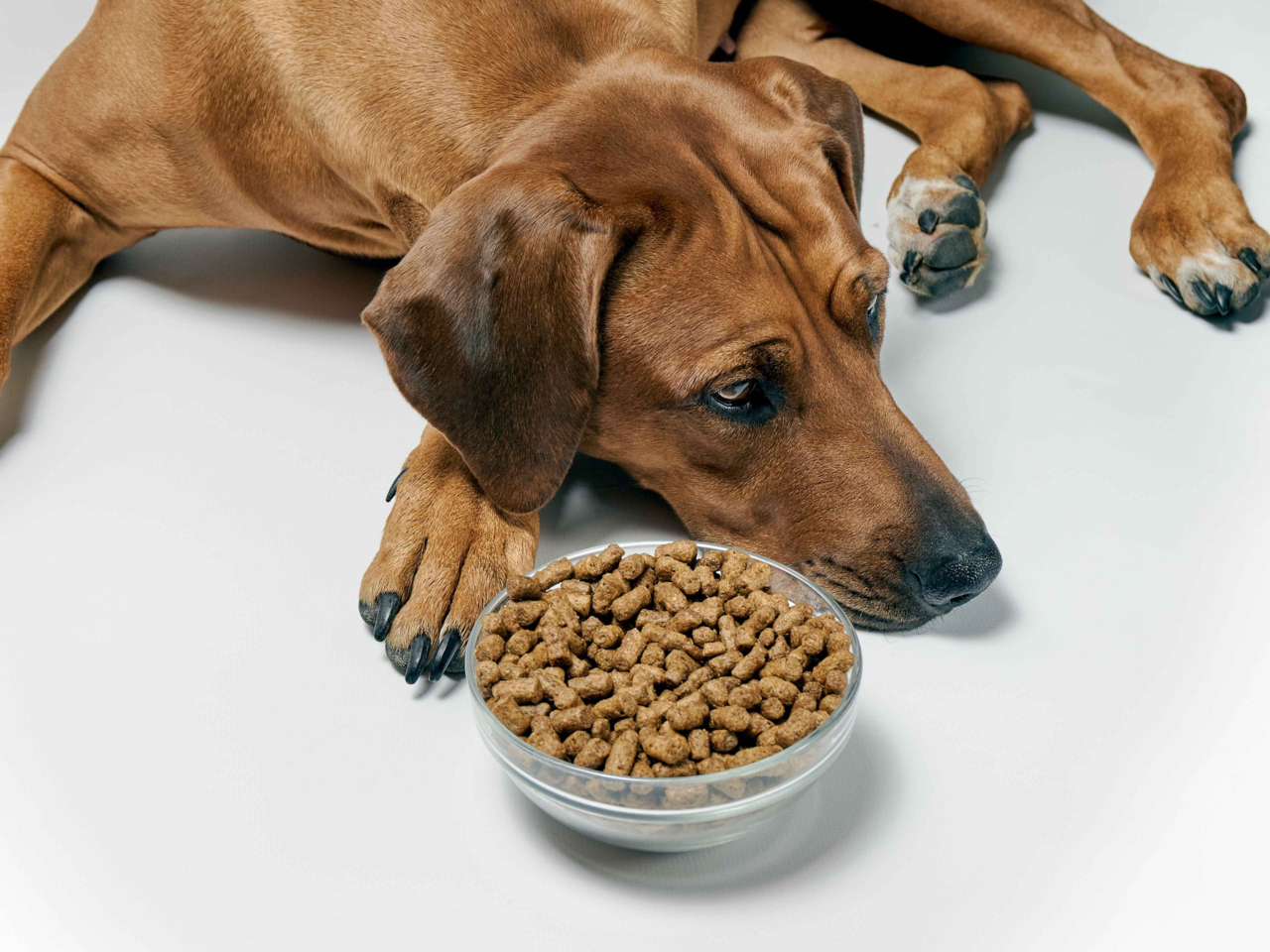 10 Clear Signs Your Dog’s Food Isn’t Right (And How to Fix It)