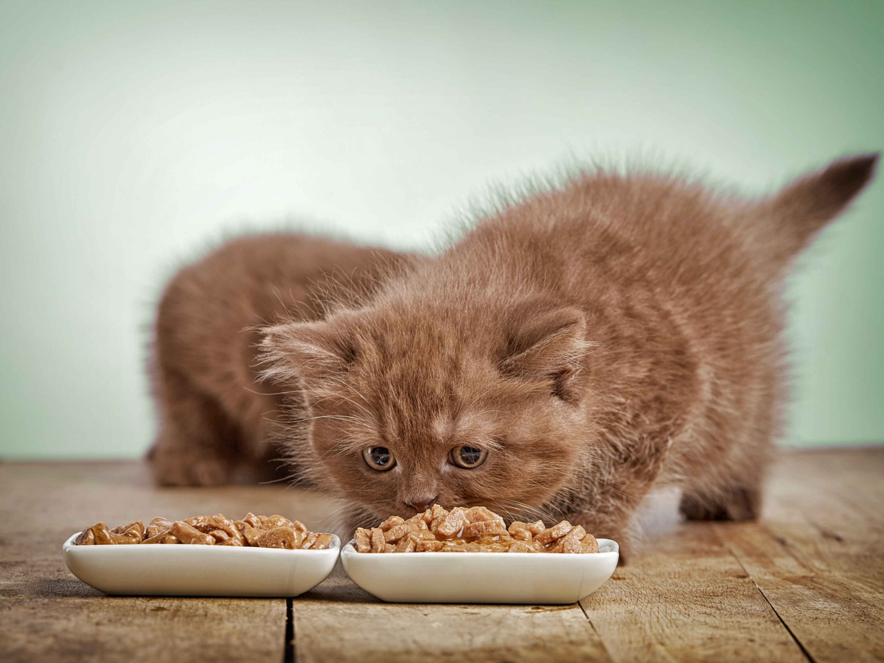 How Much Should I Feed My Kitten Daily? Feeding Guide by Age & Weight
