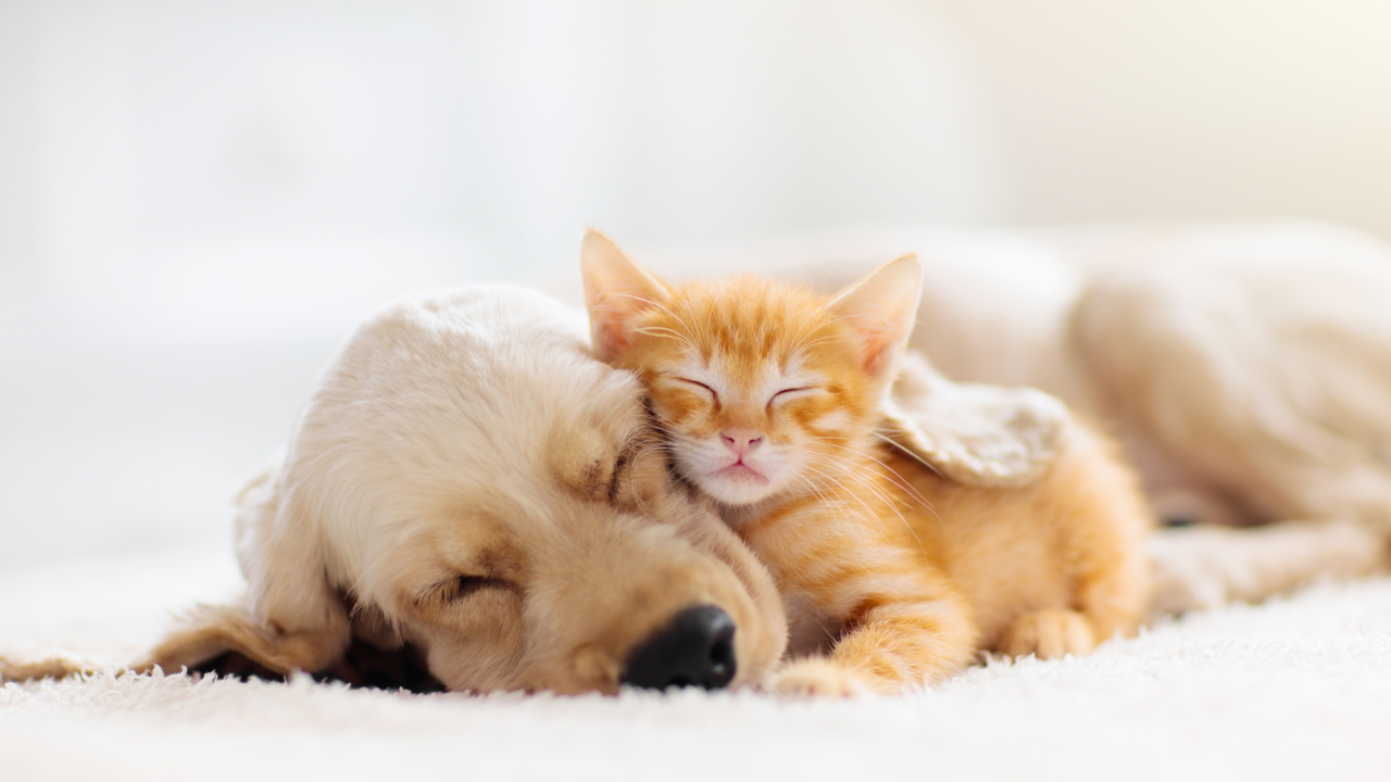 The Ultimate Puppy and Kitten Care Guides for New Kiwi Pet Parents