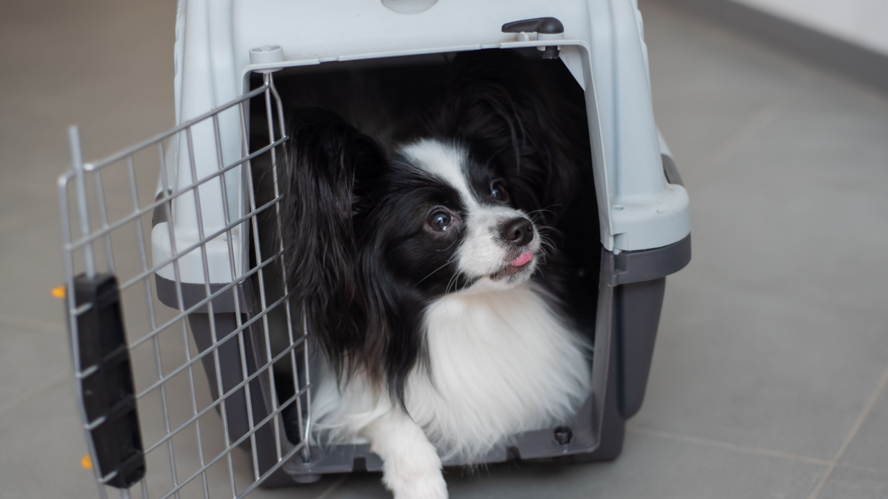 Pet Travel in NZ: Ferry & Domestic Flight Rules + Essential Checklist