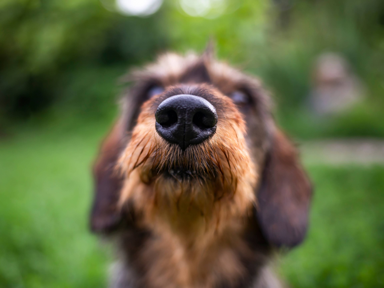 Nose Work for Dogs: Easy Scent Games You Can Try at Home