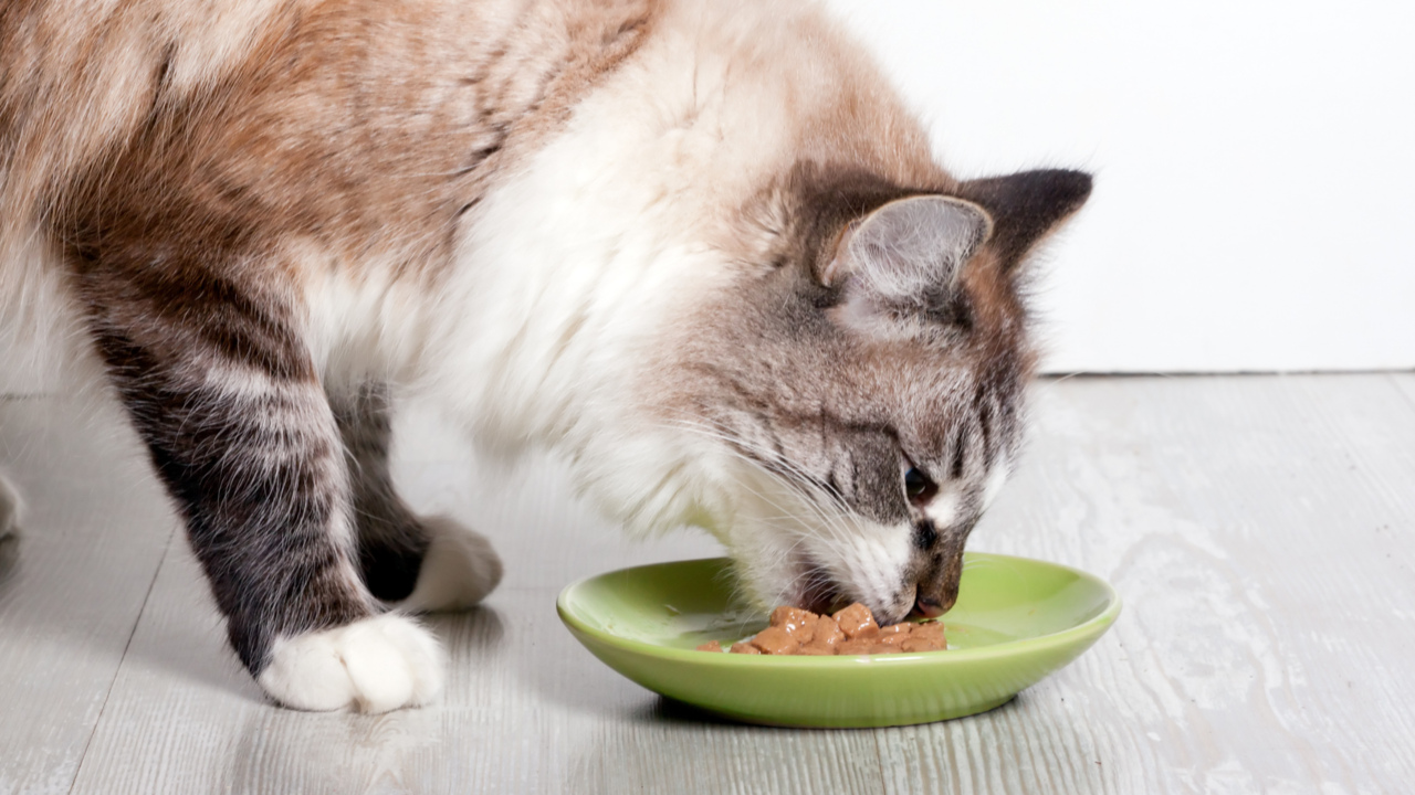 Where Can I Buy Grain-Free Cat Food Near Me? Where Can I Buy Grain-Free Cat Food Near Me?