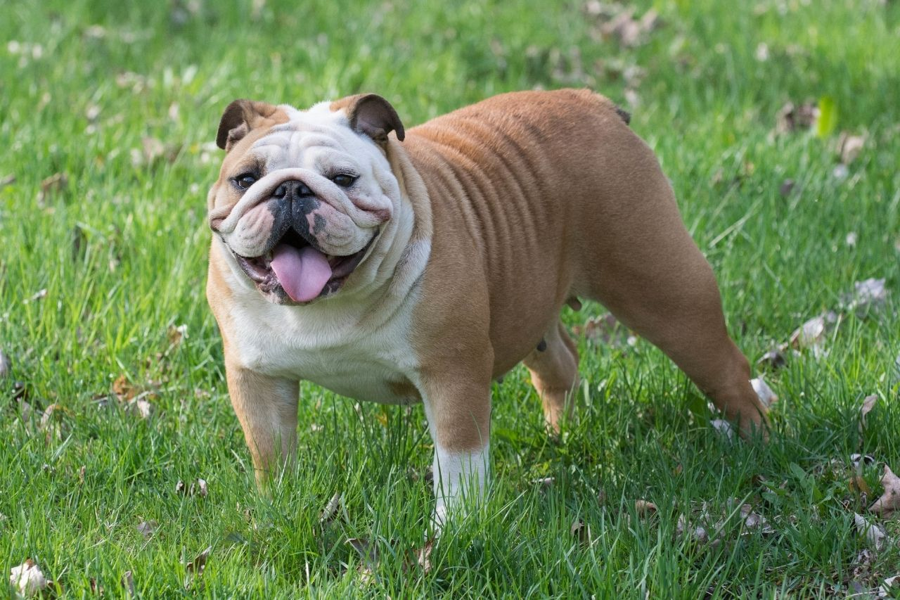 What Weight Should My Bulldog Be? Ideal Range, Management & Care Tips