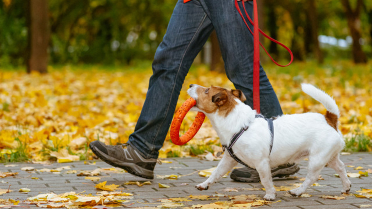 Take Your Dog Walks to the Next Level: Walk Your Dog Must-Haves Take Your Dog Walks to the Next Level: Walk Your Dog Must-Haves