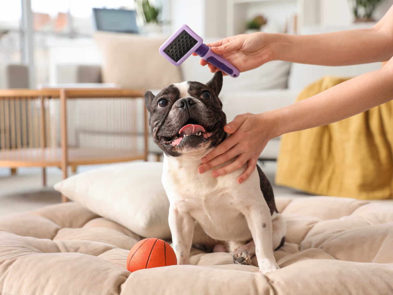 Essential Grooming Tips for Short-Haired Dogs: Staffies & Bulldogs