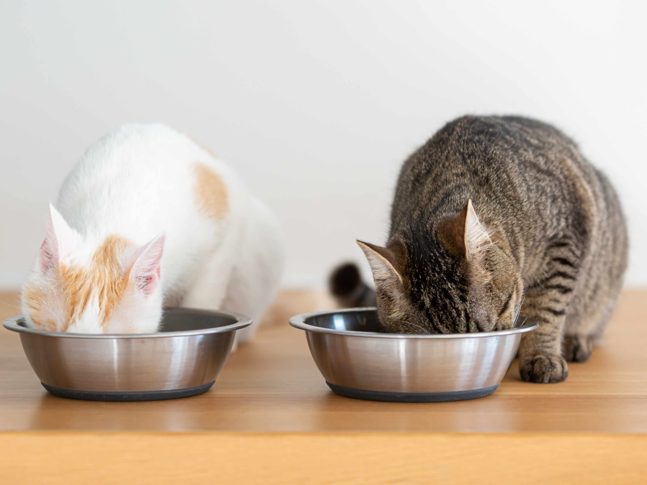 How to Feed Cats With Different Appetites Stress-Free