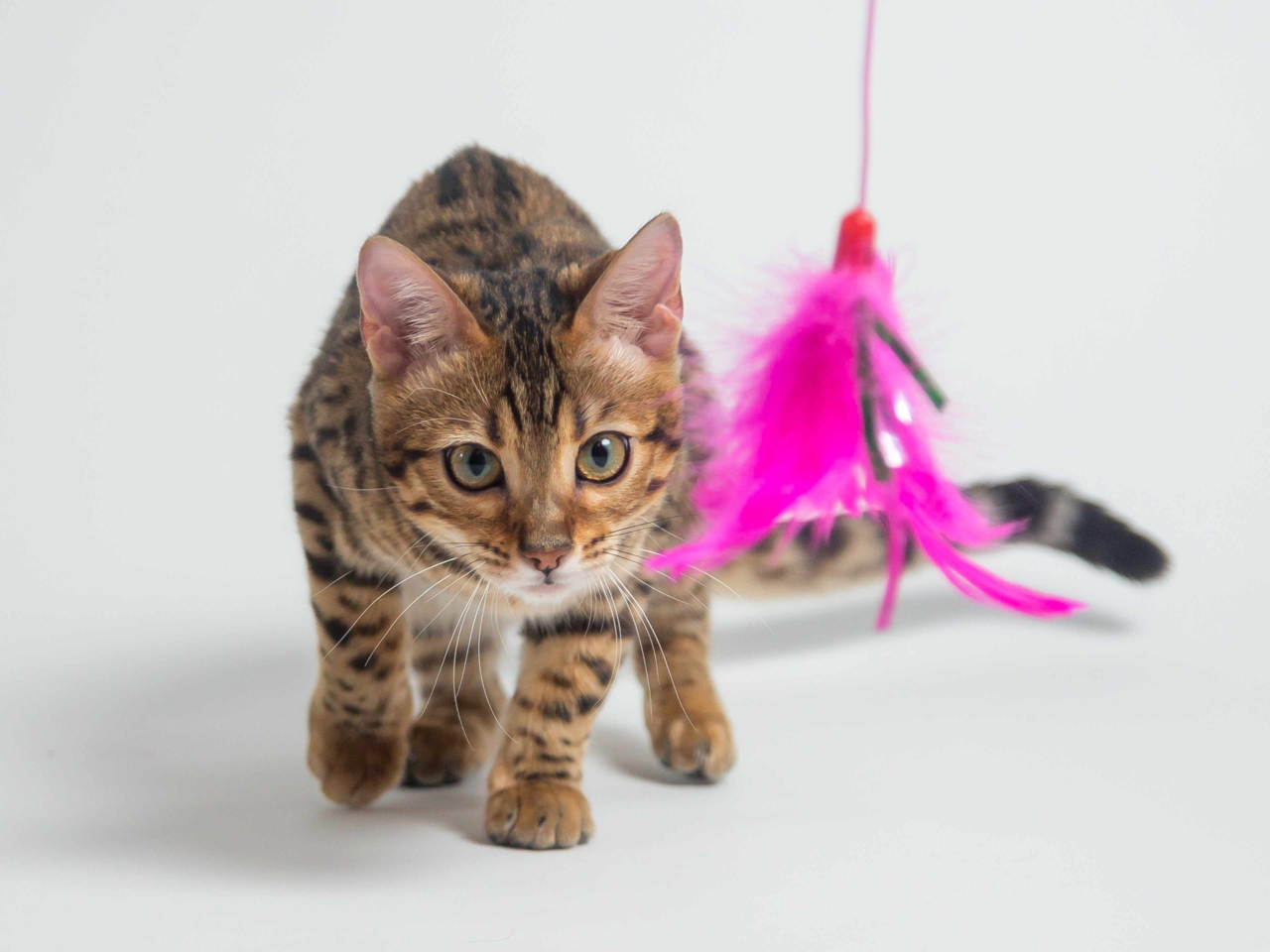 Best Cat Toys to Keep Your Kitty Engaged and Happy