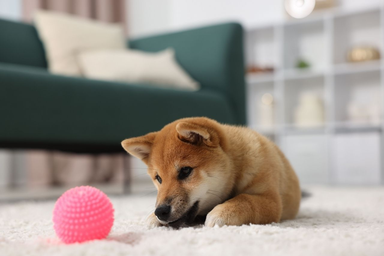 How to Use Toys to Help a Nervous or Anxious Dog