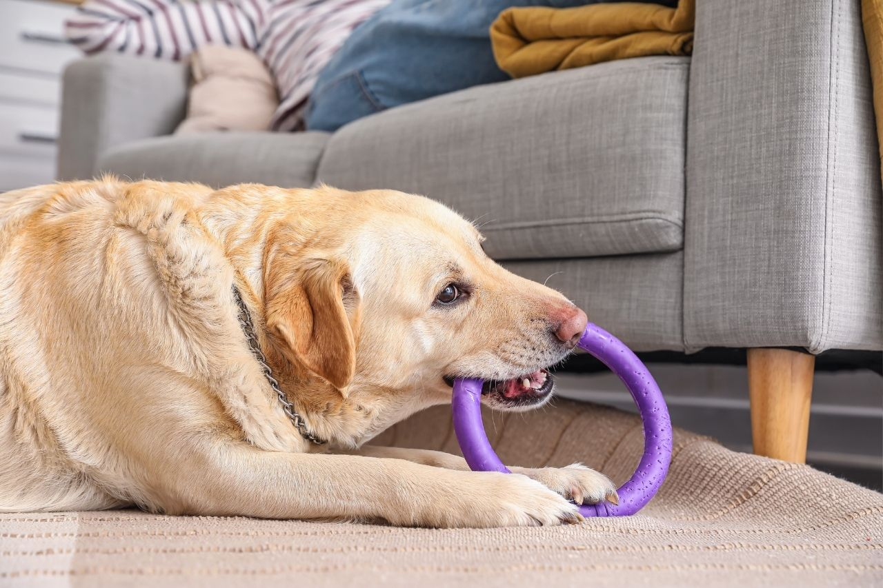 Indoor Activities for High-Energy Dogs: Keep Your Pup Happy at Home