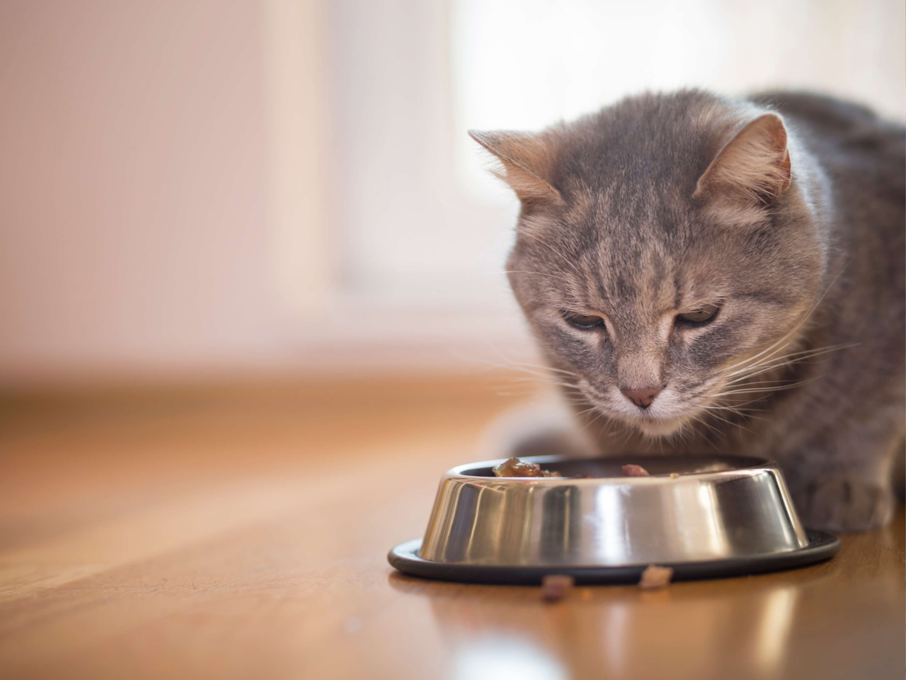 10 Signs Your Cat’s Diet Needs an Update for Better Health