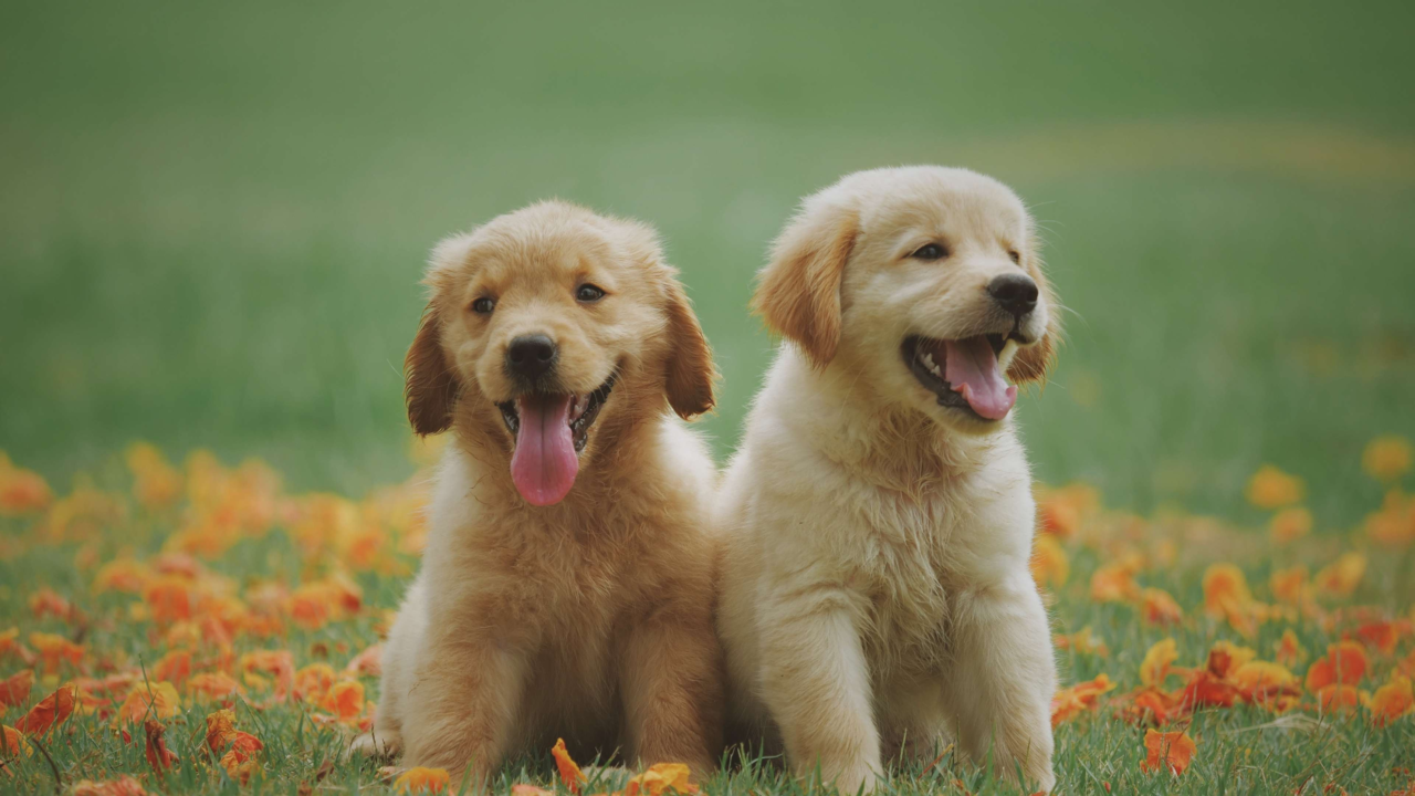 How Do I Socialise My Puppy? A Step-by-Step Guide For NZ Pet Parents How Do I Socialise My Puppy? A Step-by-Step Guide For NZ Pet Parents