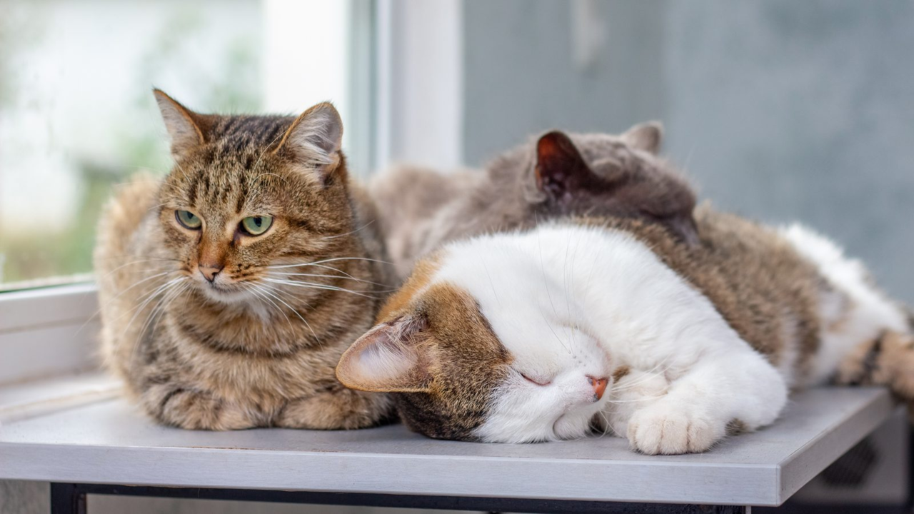 Coat Changes in Senior Cats: A Gentle Grooming Guide