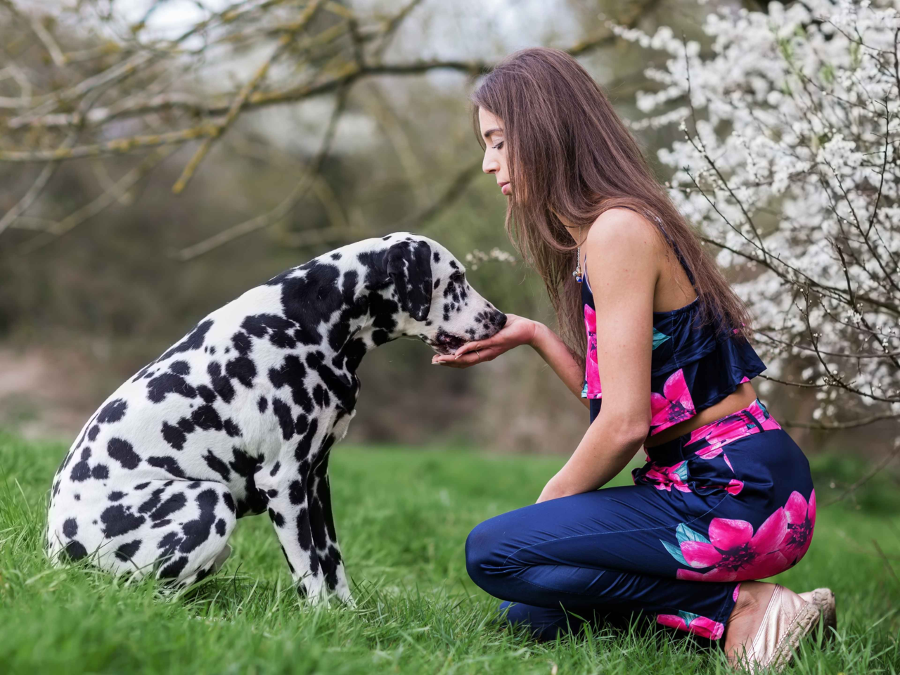 Best Treats for Dalmatians in NZ: Healthy, Natural & Training Snacks