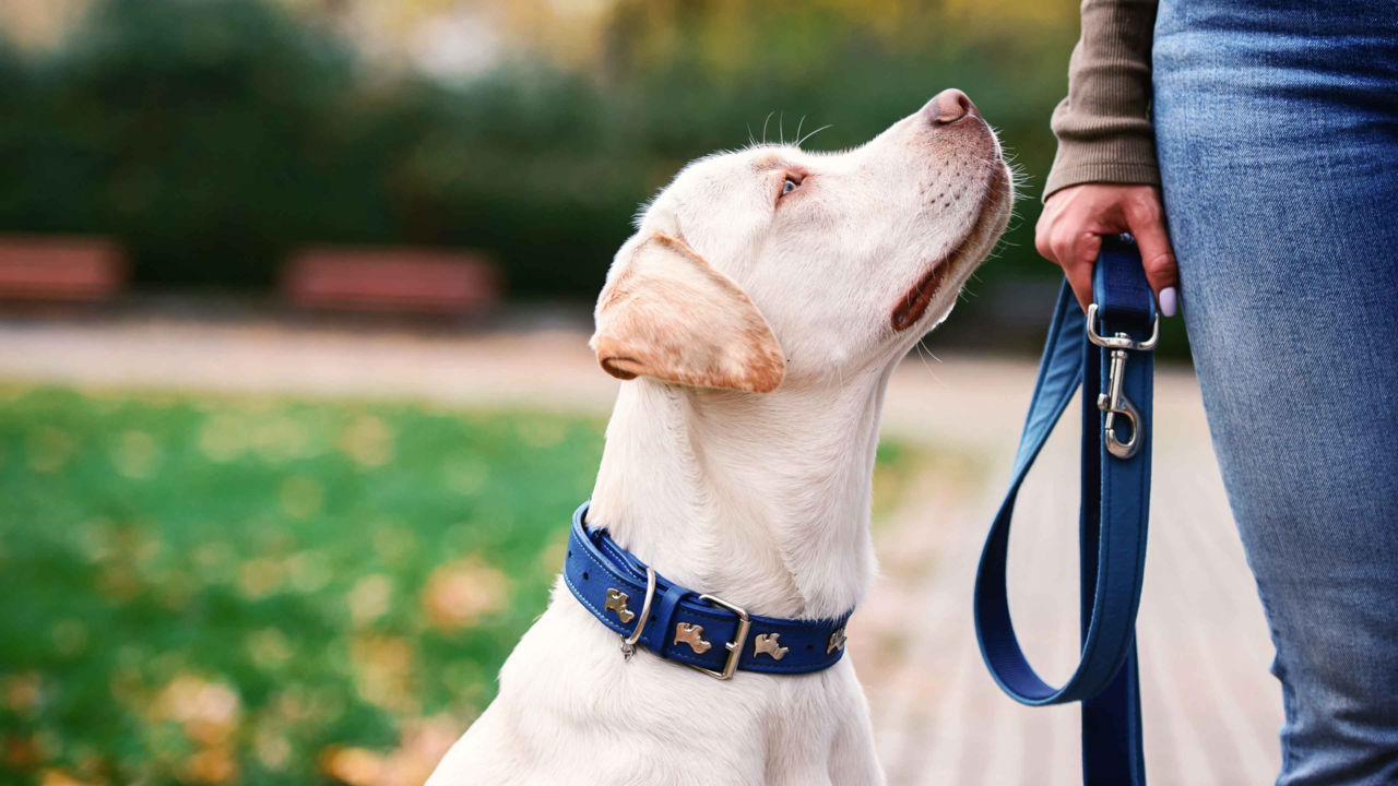 Best Puppy Collars in NZ: How to Choose the Right Fit for Comfort, Safety & Training