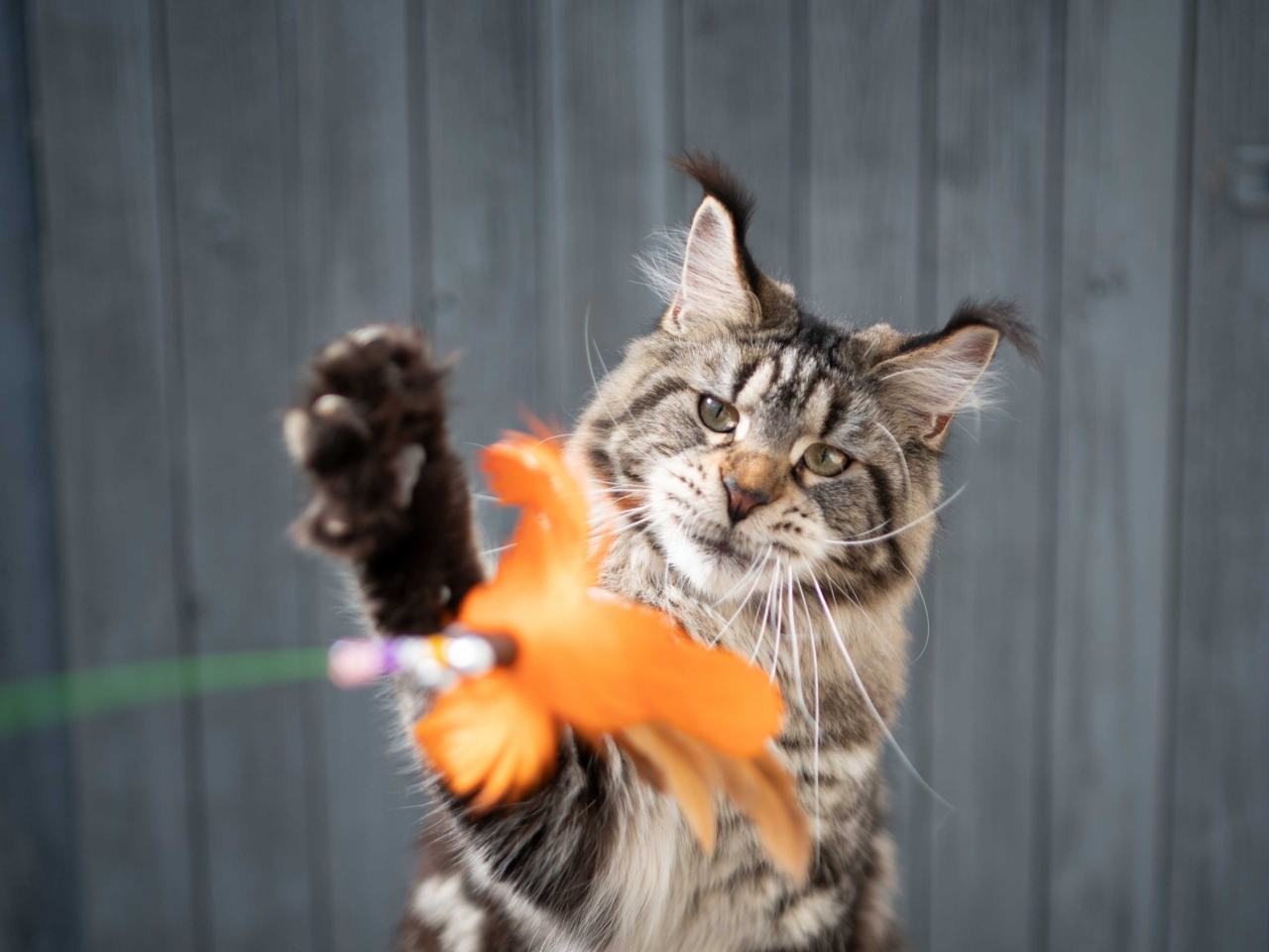 Best Cat Toys for Maine Coons: Top Picks for Playful & Smart Cats