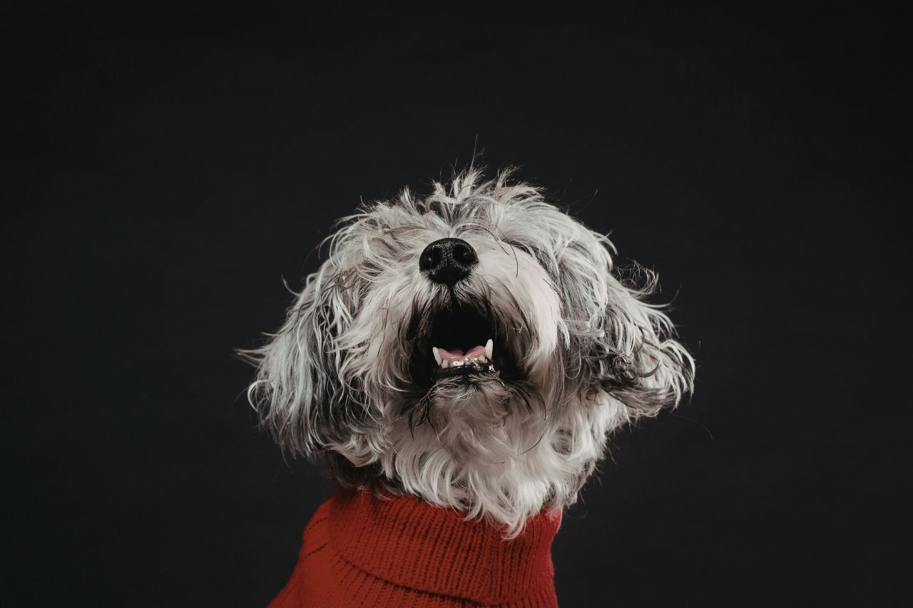 Bad Breath in Older Dogs: Is It Just Age or Something Serious?