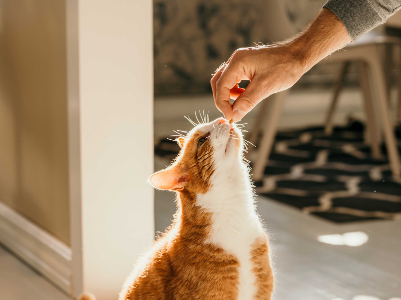 How to Earn Your Cat’s Trust: Tips for Building a Strong Bond