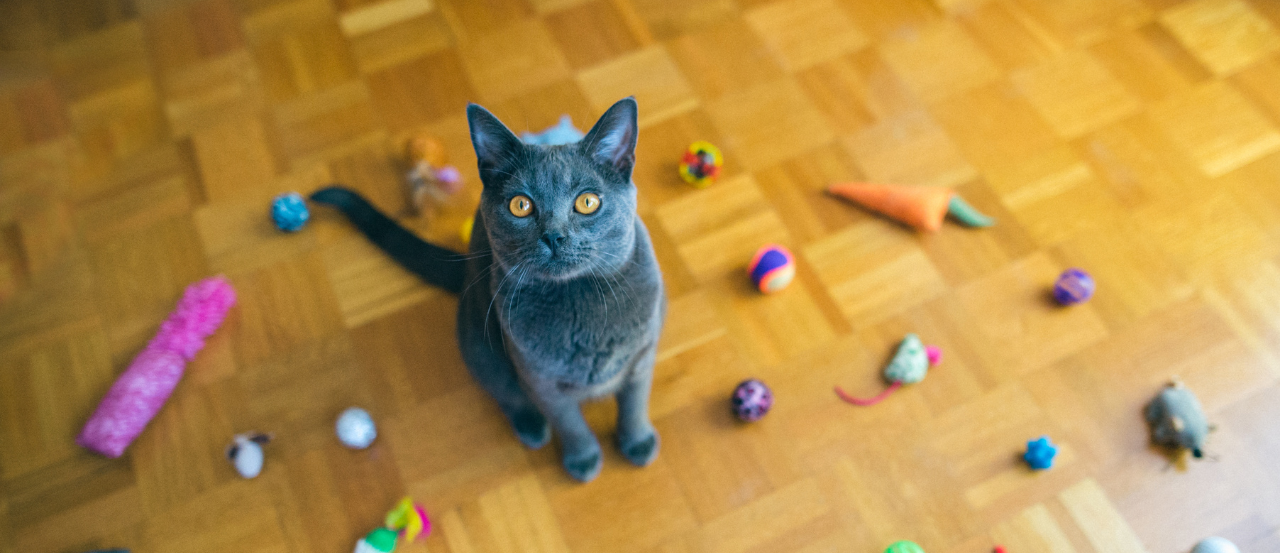The Benefits of Cat Puzzle Toys: Mental Stimulation, Enrichment & Play
