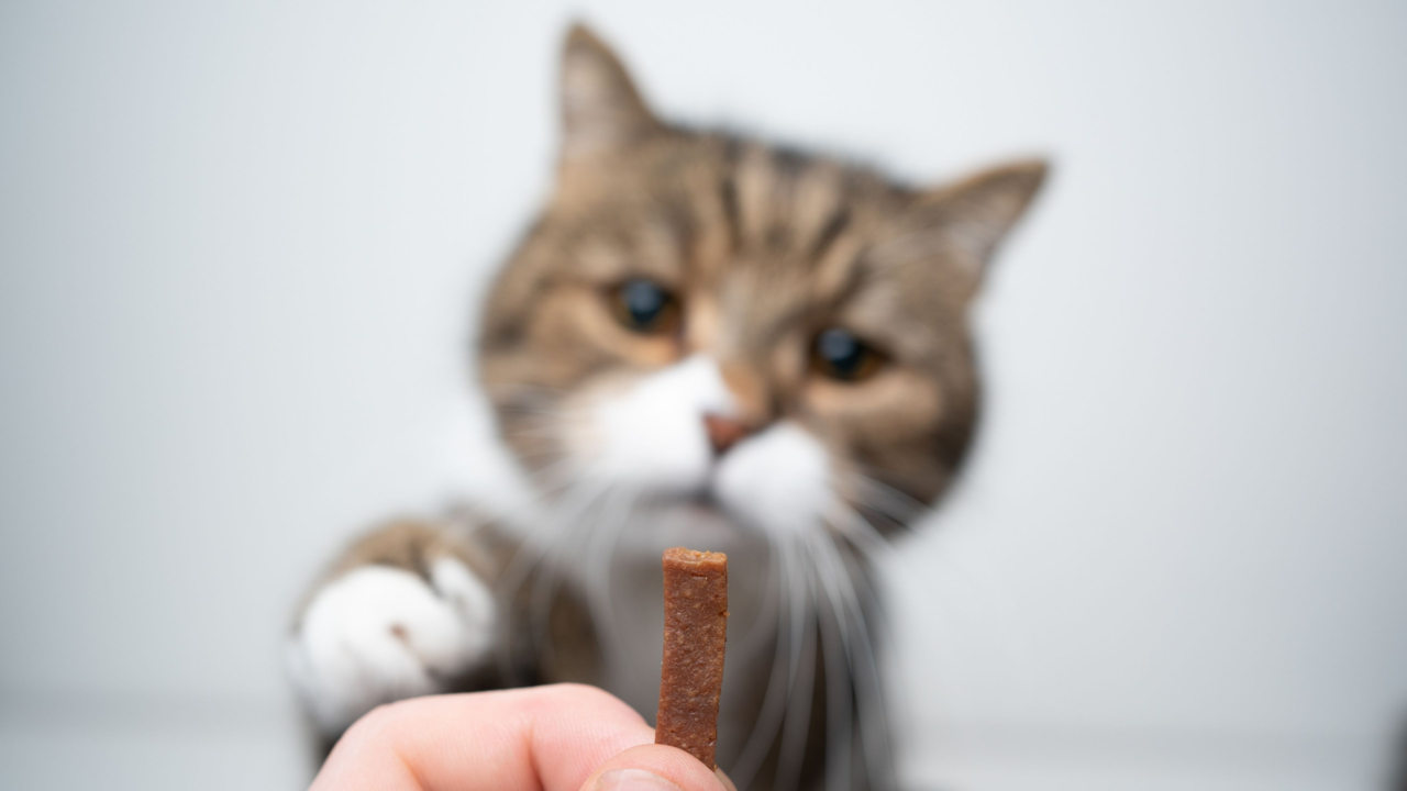 Best Cat Treats For Fussy Or Senior Cats