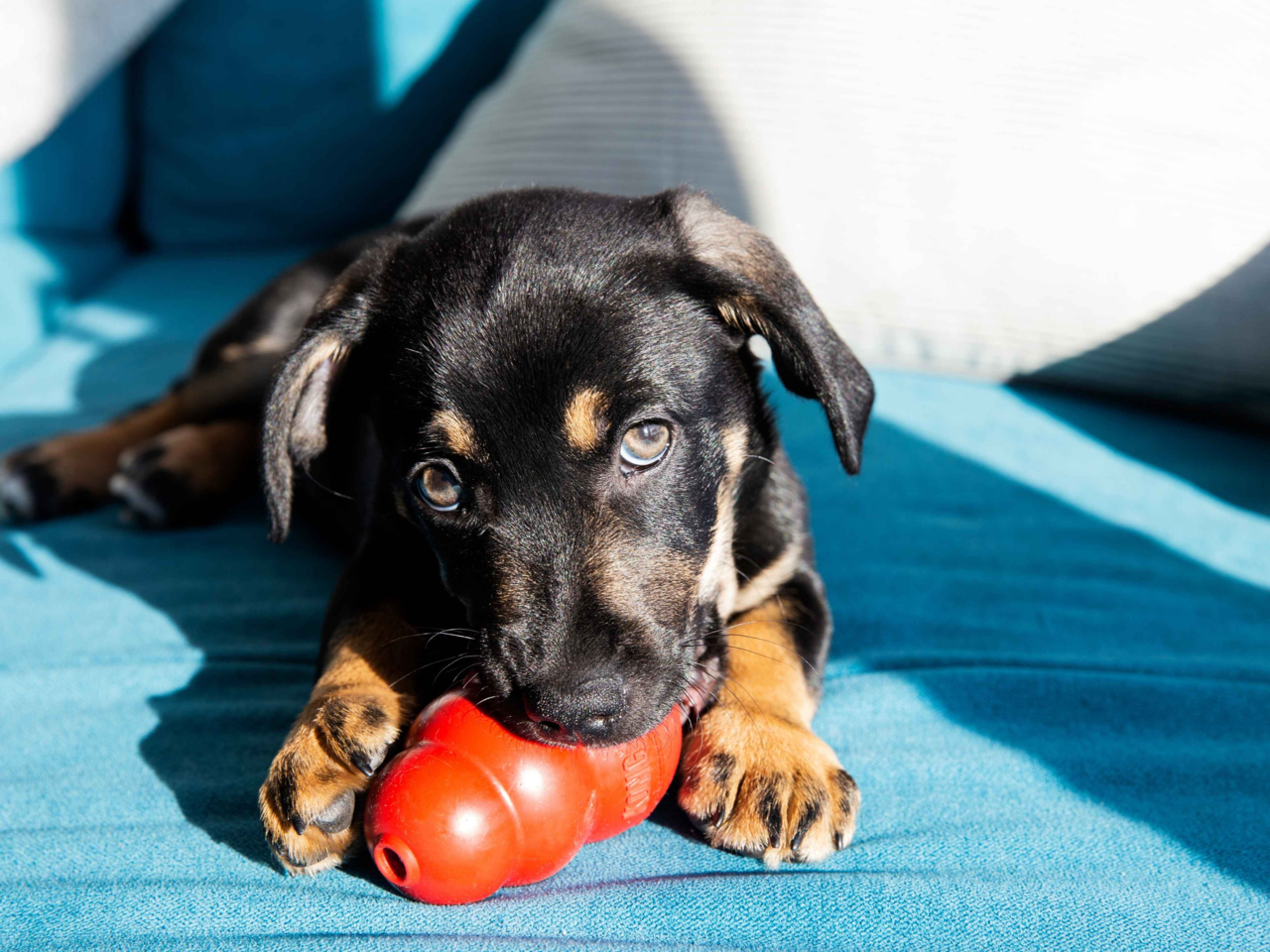 KONG Size Guide NZ: Find the Best KONG Toy for Puppies, Adults & Power Chewers