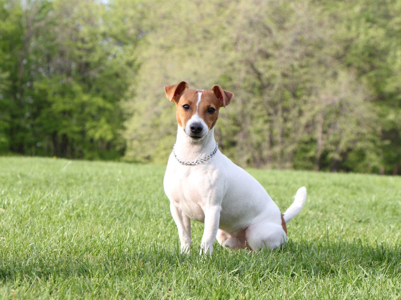 Best Dog Food for Jack Russells in NZ